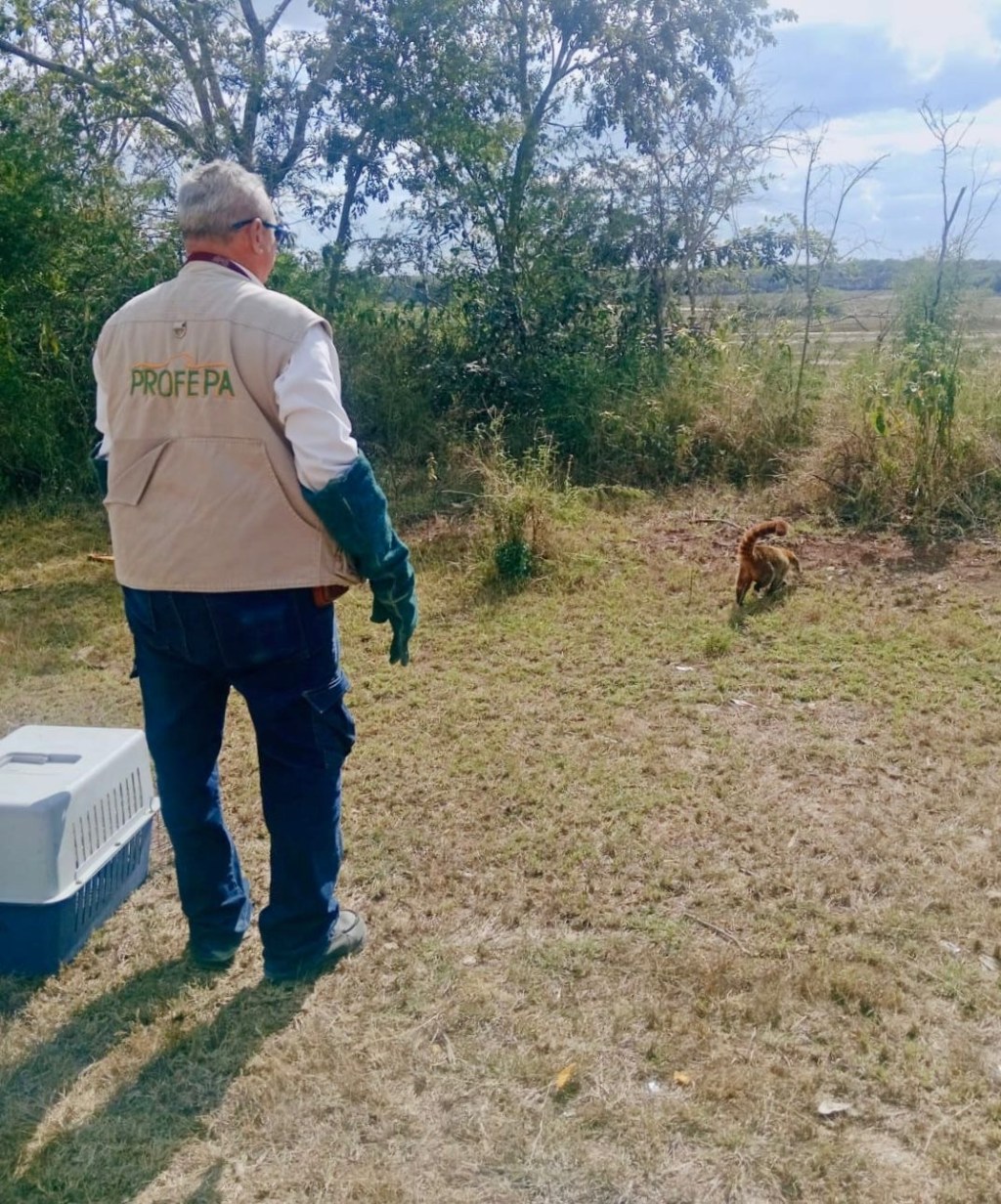 Liberan fauna silvestre rescatada en Kanasín tras operativo&nbsp;conjunto