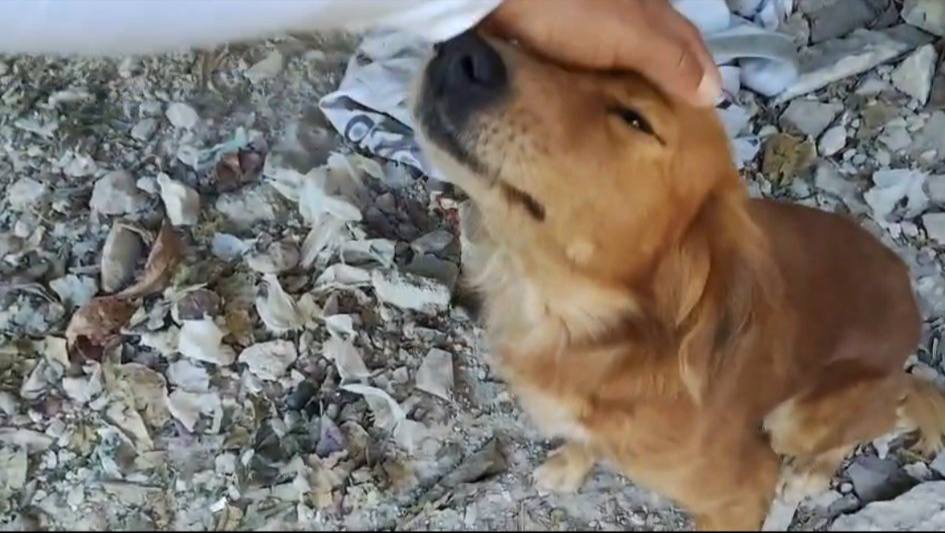 Capitán busca un hogar: perrito en situación de vulnerabilidad en&nbsp;Komchén