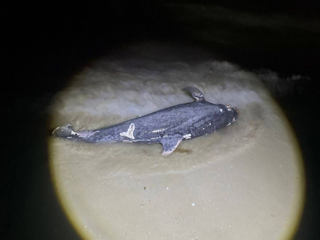 Localizan delfín sin vida en la playa de Chelem; activan protocolos de&nbsp;atención