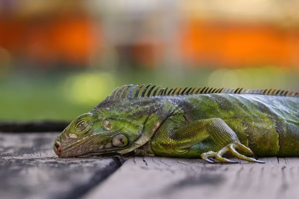 Ola de frío inmoviliza iguanas invasoras en Florida; autoridades autorizan retirarlas sin&nbsp;permiso